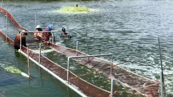 圖一 : 水產養殖需要更繁雜的人工養護作業,急需自動化科技的協助。(source:海盛科技)