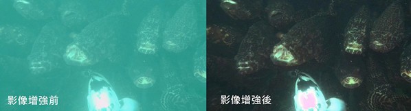 圖二 : 透過影像強化還原技術產生清晰可辨的水下影像,提升分析與辨識的準確度。(source:海盛科技)