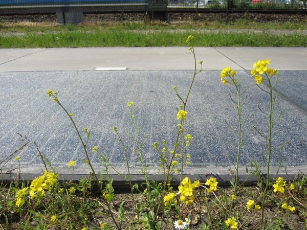 圖三 : Rolling Solar太陽能公路計畫把光伏系統整合到公共基礎設施,能在不需額外土地的情況下實現大規模發電。(source:imec)
