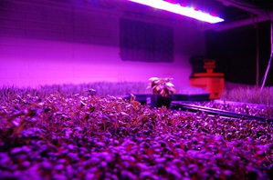 LED在植物照明的應用潛力大(圖:colorthenet.com) BigPic:400x265
