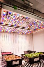 歐司朗Phytofy RL系統通過智慧照明軟件搭配獨特的互聯種植照明裝置,滿足了NASA研究項目中對照明技術的需求。(圖片來源:歐司朗)
