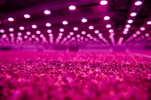 垂直農場結合飛利浦 Greenpower LED照明技術,可有效縮短植物的生長週期。(source:昕諾飛Signify)