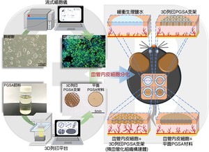 國衛院細胞及系統醫學研究所與清華大學化工系的合作研究團隊,共同開發出結合幹細胞與3D列印支架的高通透性「預血管化組織構建體」