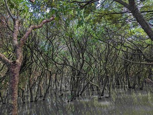 为了维护蓝碳生态系,新北市农业局推动农业净零碳行动,办理挖子尾自然保留区红树林生态监测及保护。