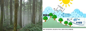 台大實驗林近日與英業達集團合作,由英業達捐贈監控設備並提供AI技術,共同研究溪頭雲霧林及園區生態問題