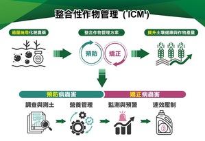ICM管理模式通過運用大數據分析、人工智慧及物聯網技術,監控作物生長狀況及土壤健康,根據作物的不同生長階段進行精準管理。圖為 ICM 施作流程。